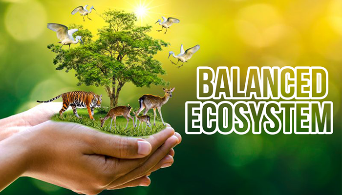 balanced-ecosystem-wbm-foundation